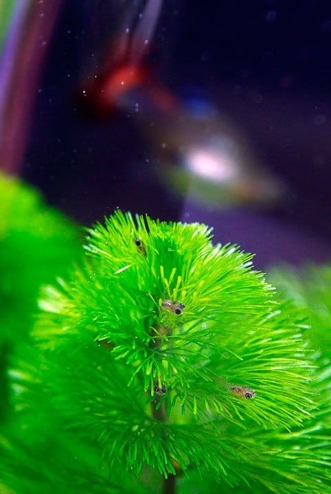 Cá bảy màu con bơi lội trong bể có rong bèo.