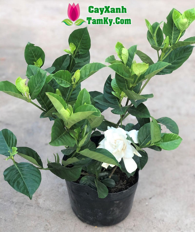 Cây Bạch Thiên Hương được trồng tạo cảnh quan xanh mát