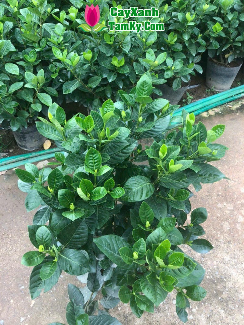 Cận cảnh lá và hoa của cây Bạch Thiên Hương