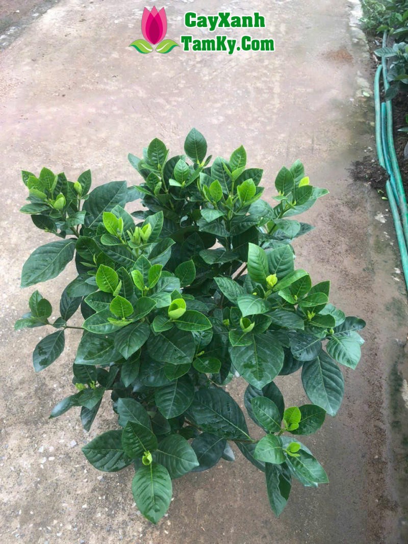 Cây Bạch Thiên Hương trong vườn, có thể dùng làm thuốc