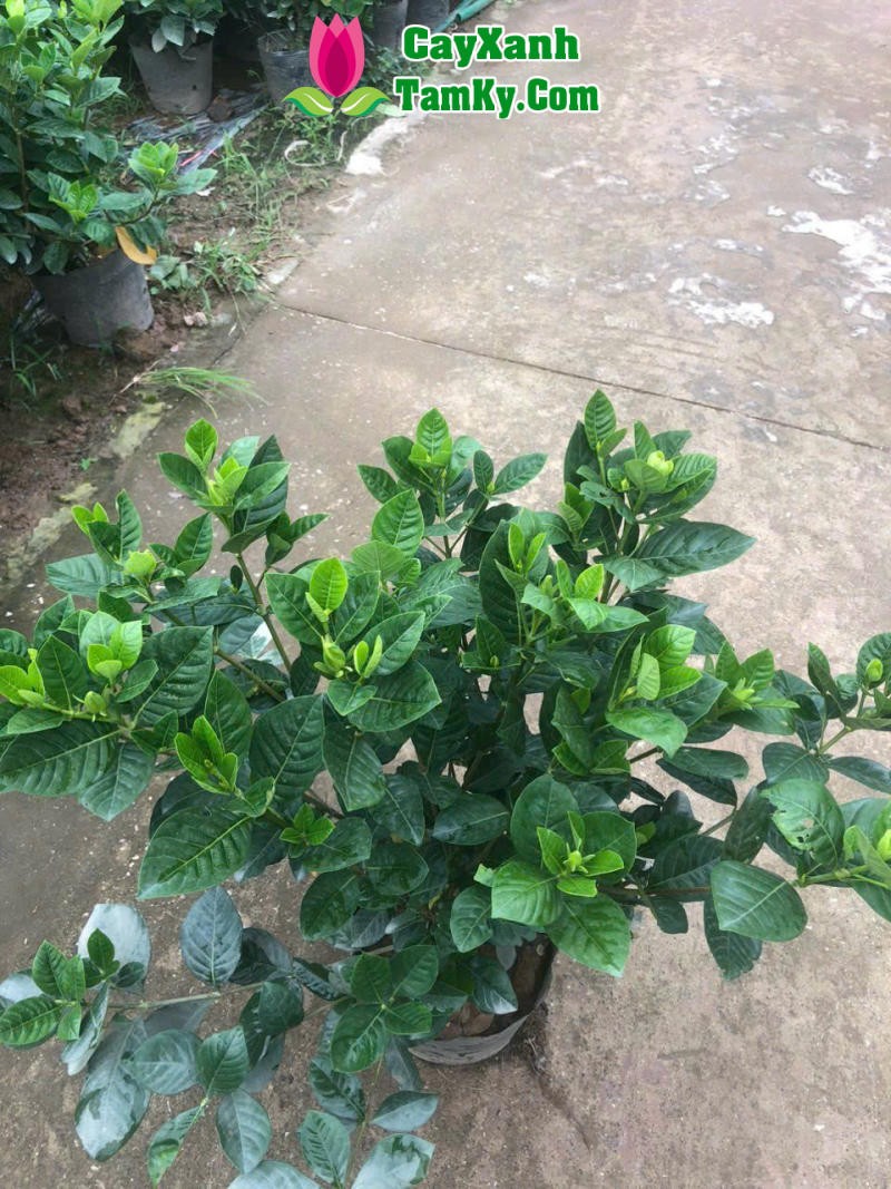 Cây Bạch Thiên Hương với dáng cây đẹp phù hợp trồng ban công