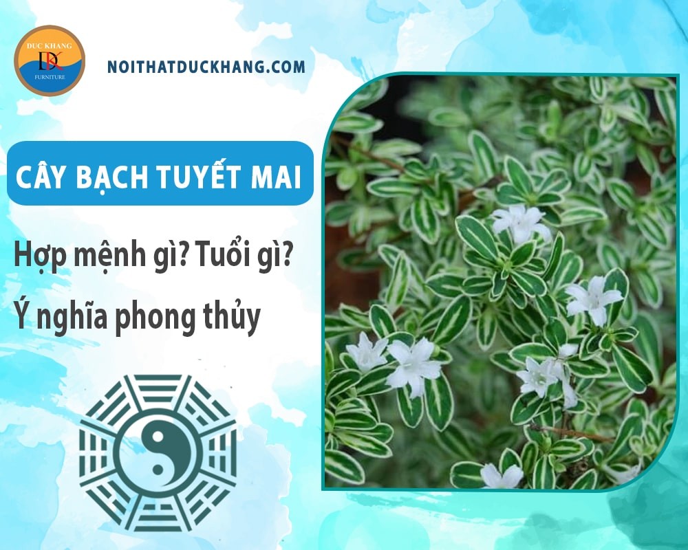 cay bach tuyet mai 1 1