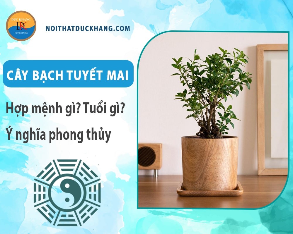 Quy trình chăm sóc cây Bạch Tuyết Mai