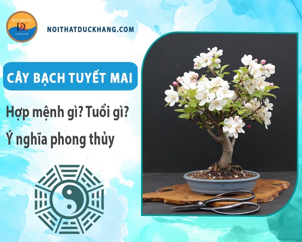 Cây Bạch Tuyết Mai trên bàn phòng khách