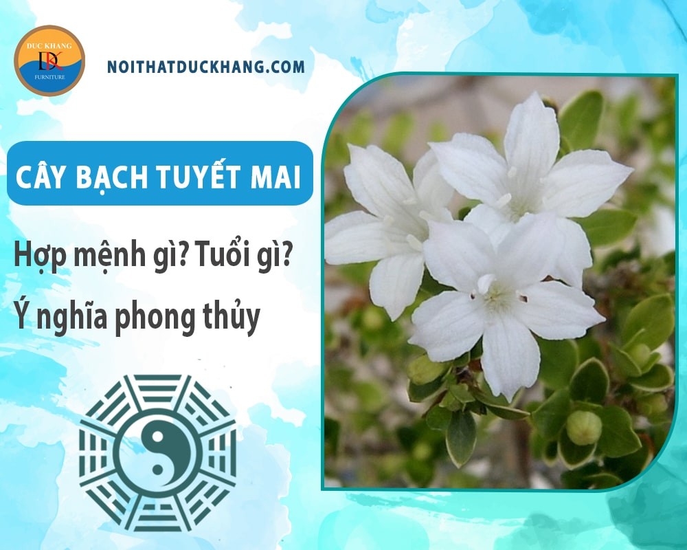 Cây Bạch Tuyết Mai đặt cạnh cửa sổ trong nhà
