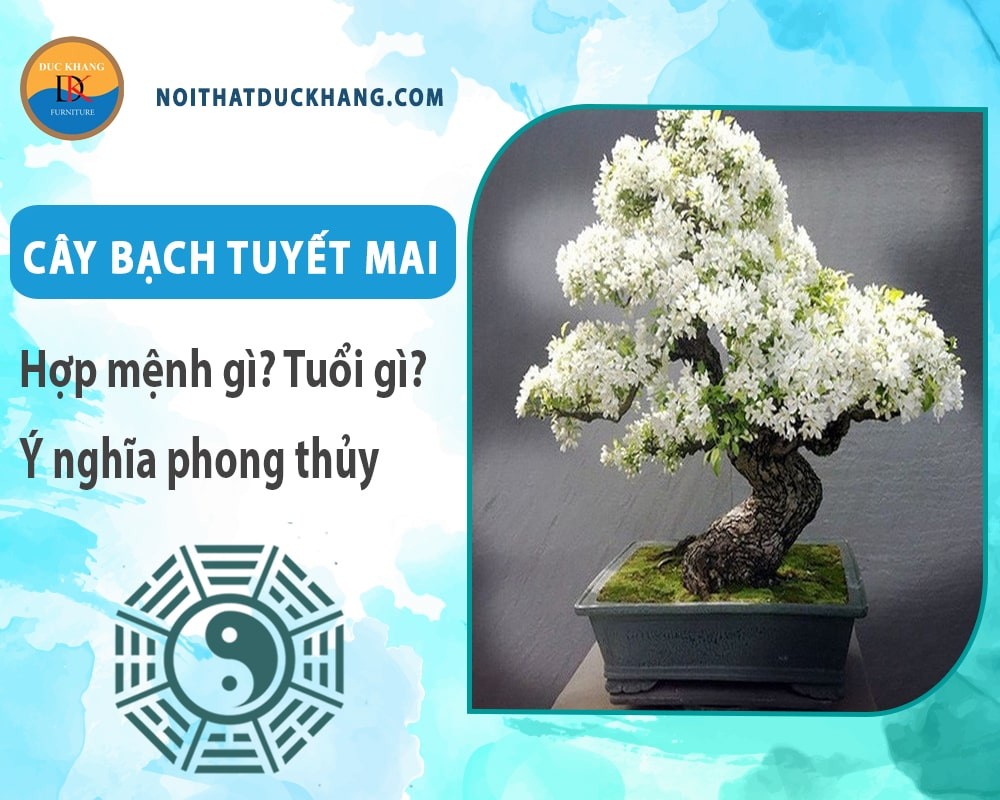 Cây Bạch Tuyết Mai với hoa trắng tinh khôi