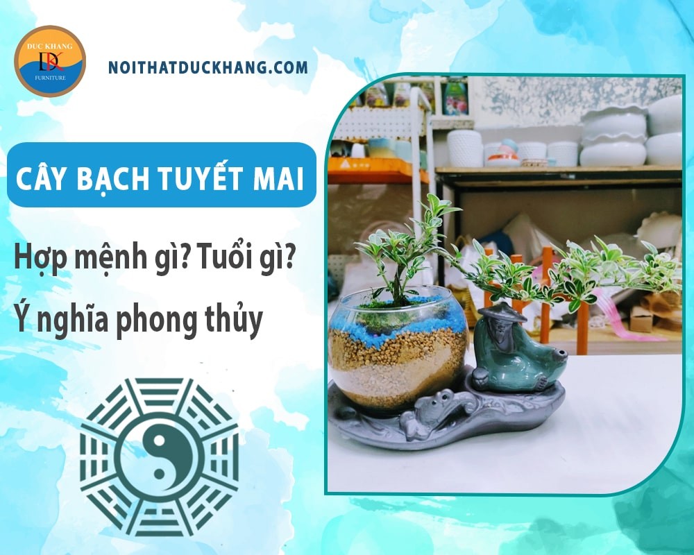 Cây Bạch Tuyết Mai bonsai có giá trị cao