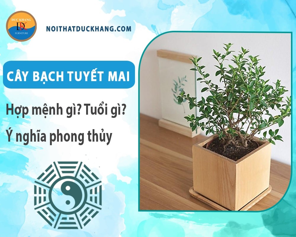 Cây Bạch Tuyết Mai với ý nghĩa phong thủy tốt lành
