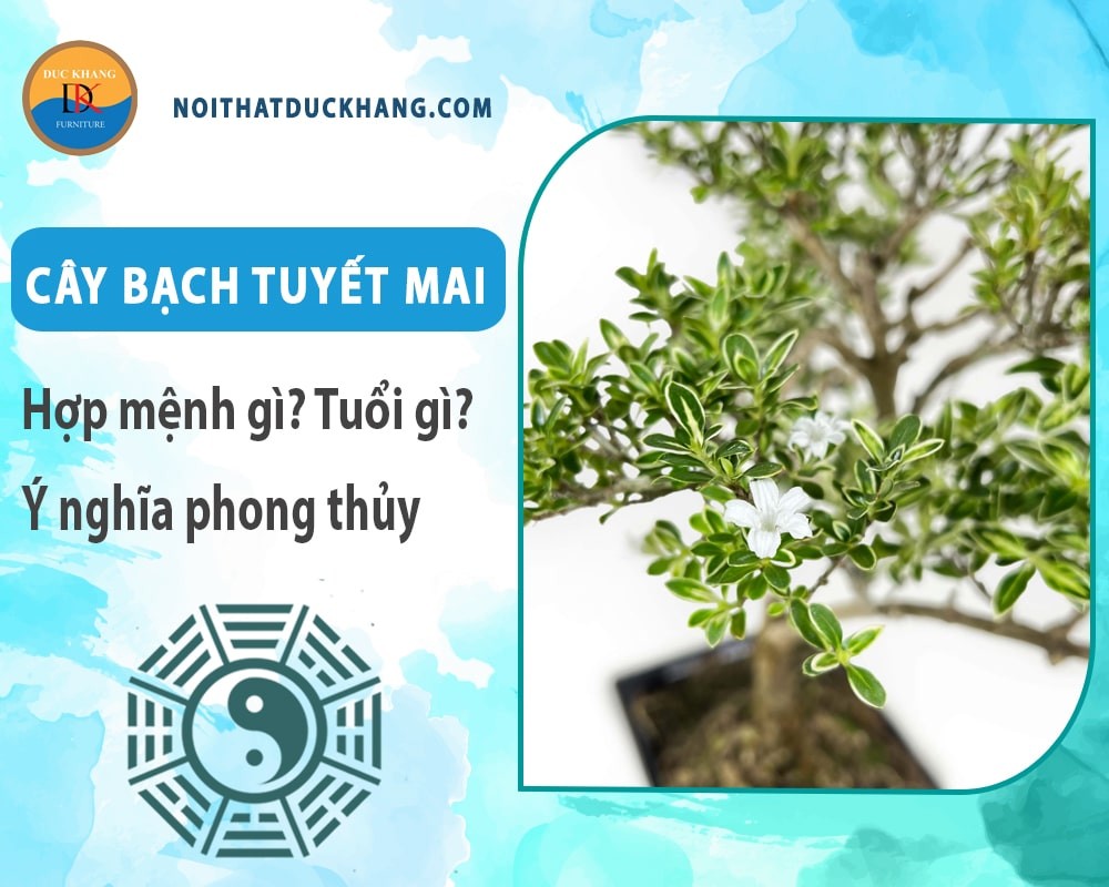 Chùm hoa Bạch Tuyết Mai trắng tinh khôi
