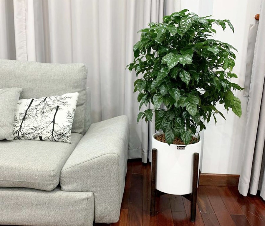 Cây bàng Singapore với dáng vẻ thanh lịch, phù hợp trang trí nội thất.