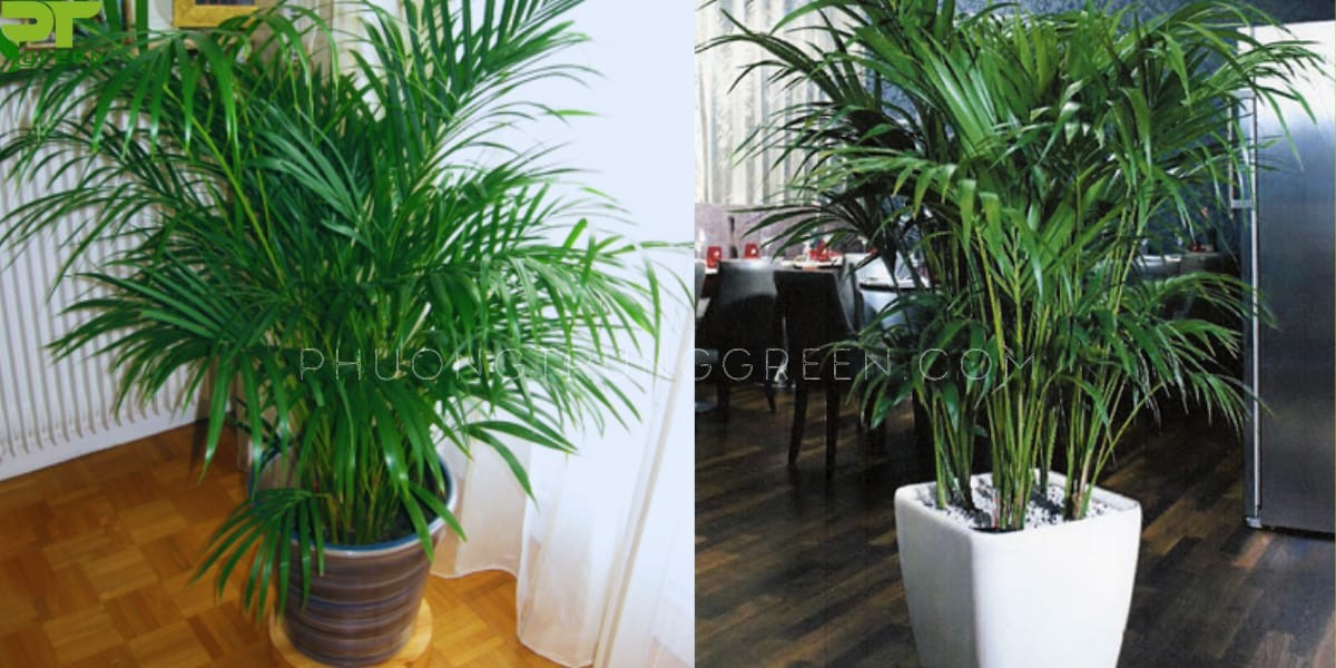 Cây cau cảnh Phú Quý