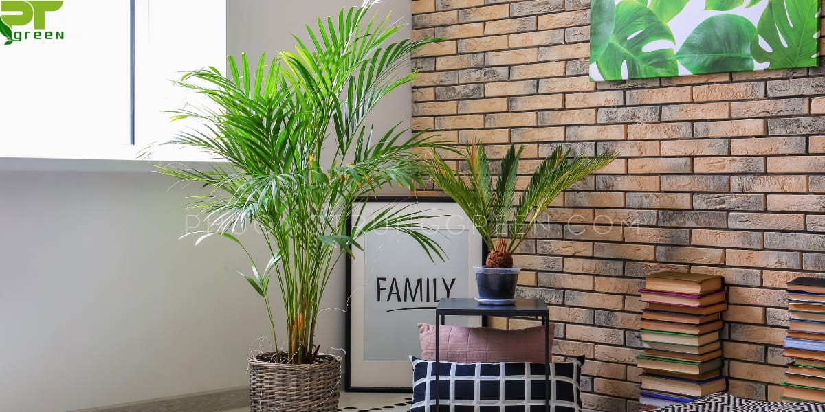 cay cau canh tac dung va y nghia 1