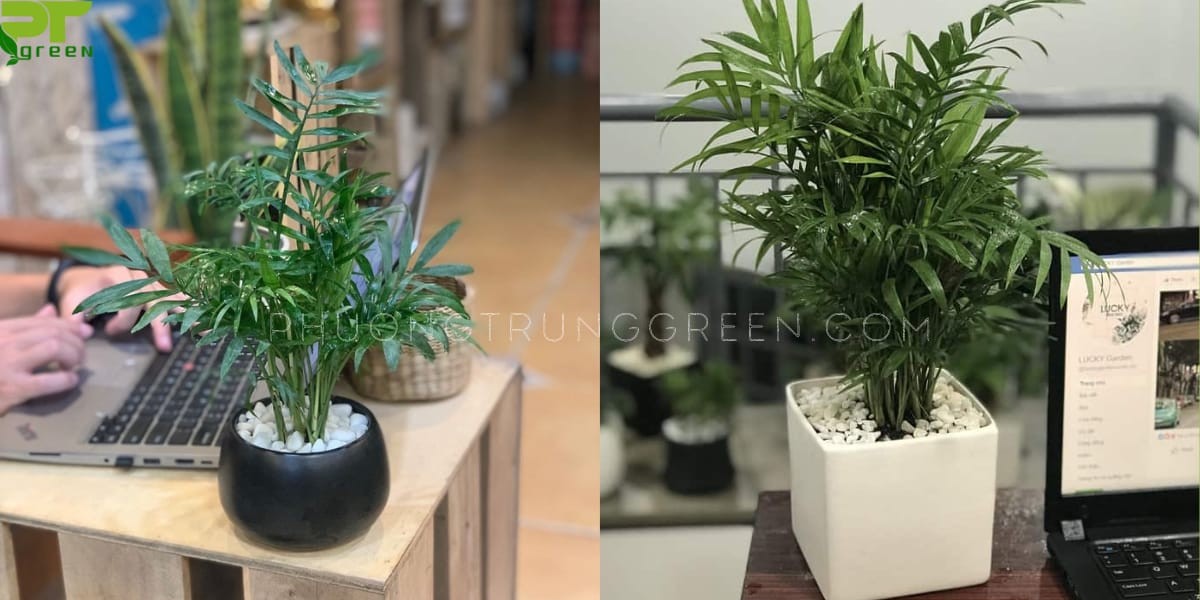 Cau Tiểu Trâm để bàn