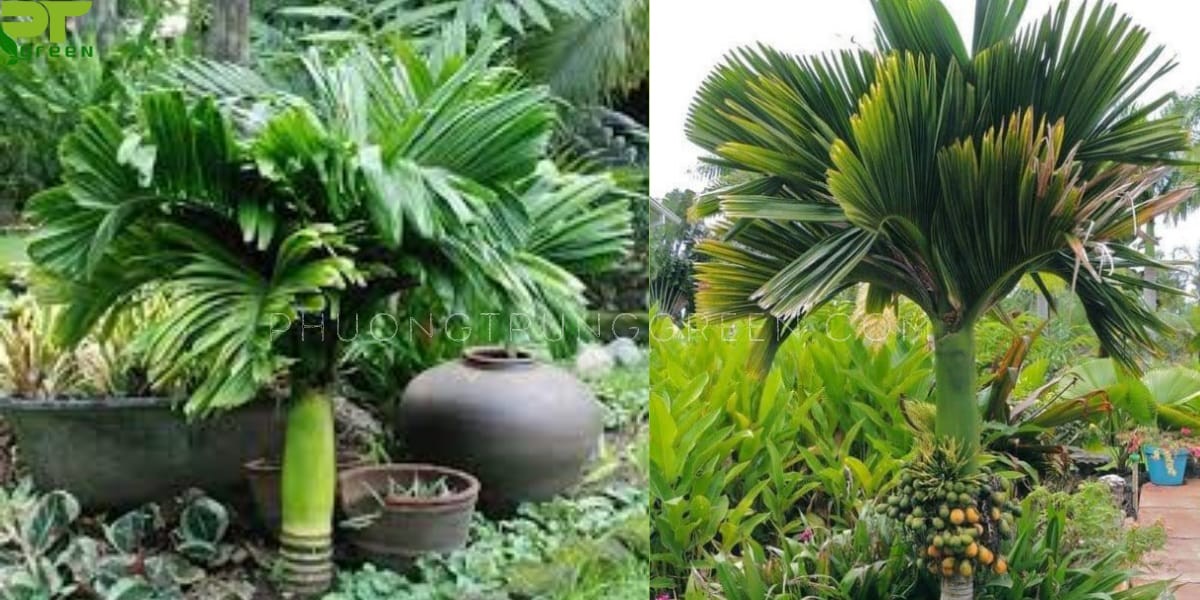 Cây cau Tứ Quý cảnh