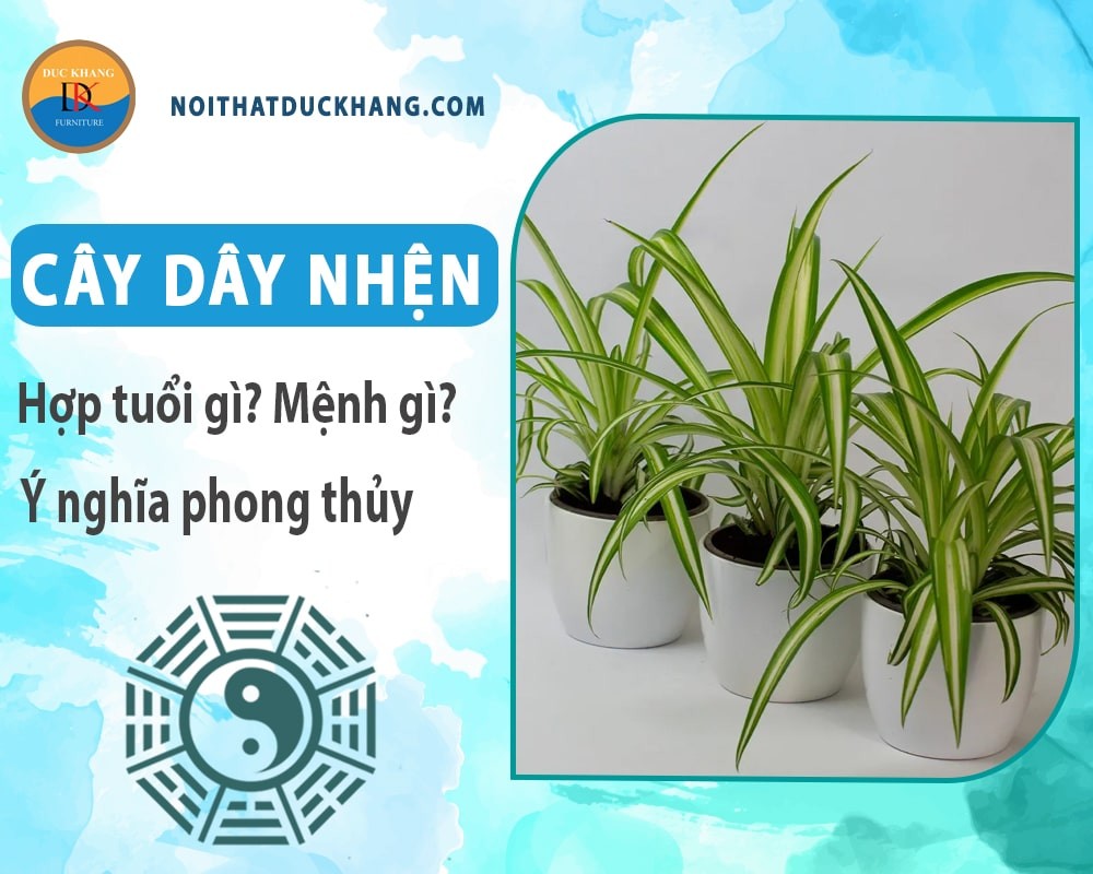 Cây dây nhện hợp mệnh Kim và Thủy, mang lại tài lộc, may mắn