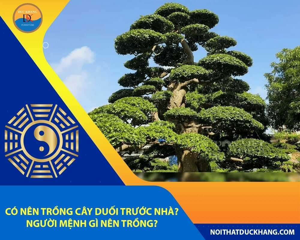 Cây duối với tán lá sum suê