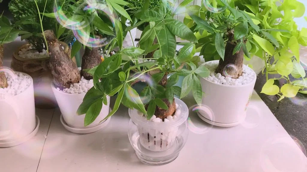 Cây kim ngân thủy sinh để bàn làm việc, hợp phong thủy thu hút tài lộc