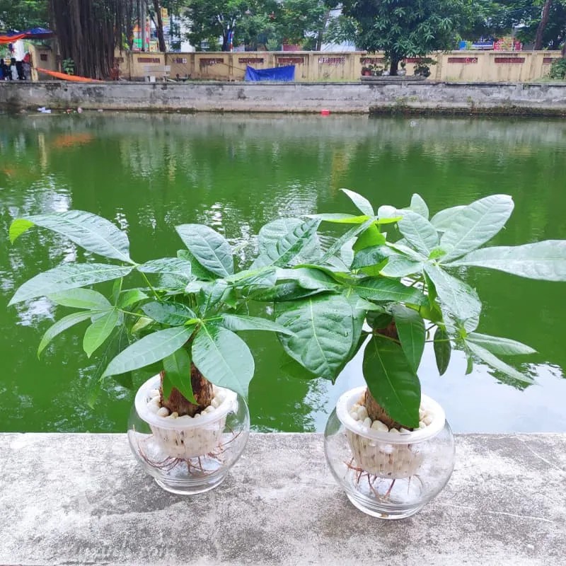 Chậu cây kim ngân thủy sinh lọc không khí, tốt cho sức khỏe