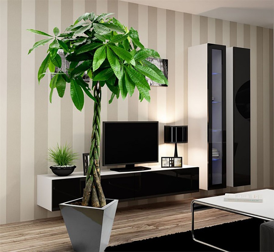 Thân cây kim ngân xoắn độc đáo, thường được trồng làm cảnh trong nhà