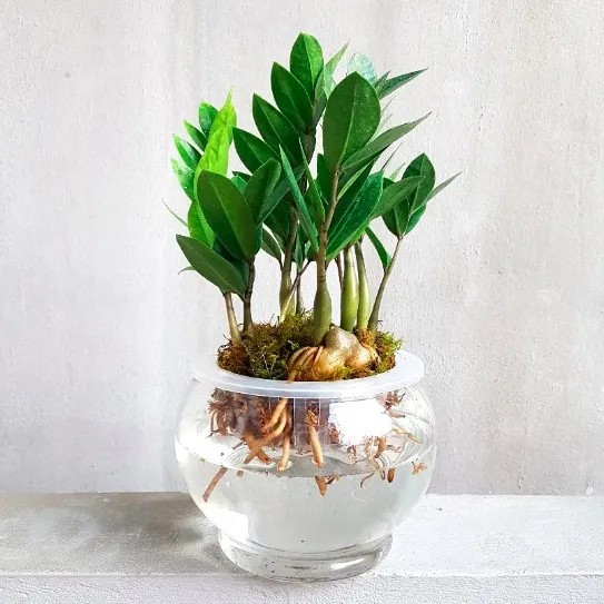 Cây kim tiền thủy sinh để bàn có bộ rễ đẹp, mang lại tài lộc