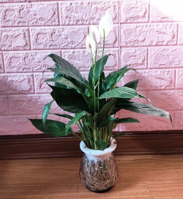 Cây lan ý thủy sinh để bàn sang trọng, hoa trắng tinh tế thanh lọc không khí