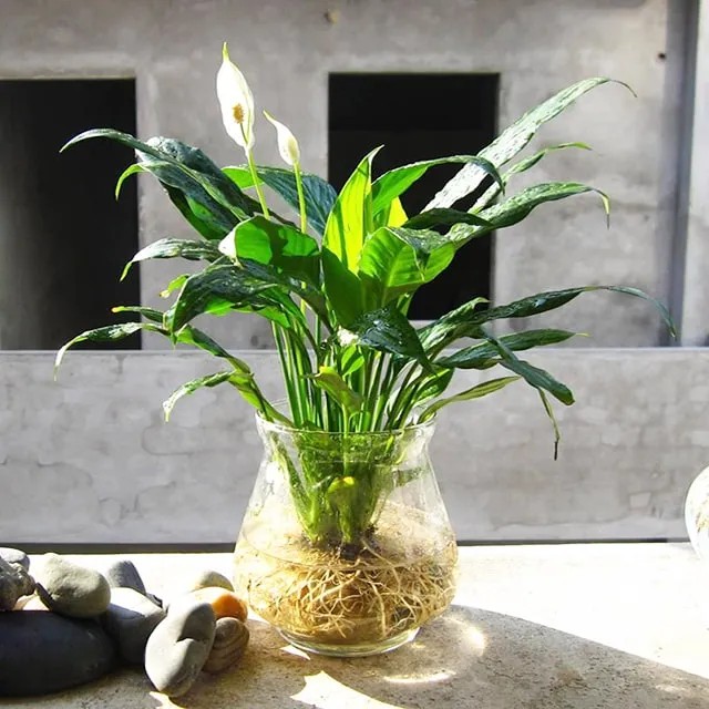 Lan ý thủy sinh lá xanh tốt, biểu tượng hòa bình cho không gian sống