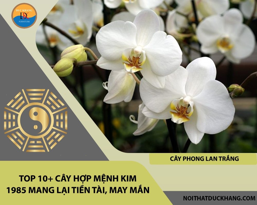 Top 10+ cây hợp mệnh Kim 1985 mang lại tiền tài, may mắn - Cây phong lan trắng