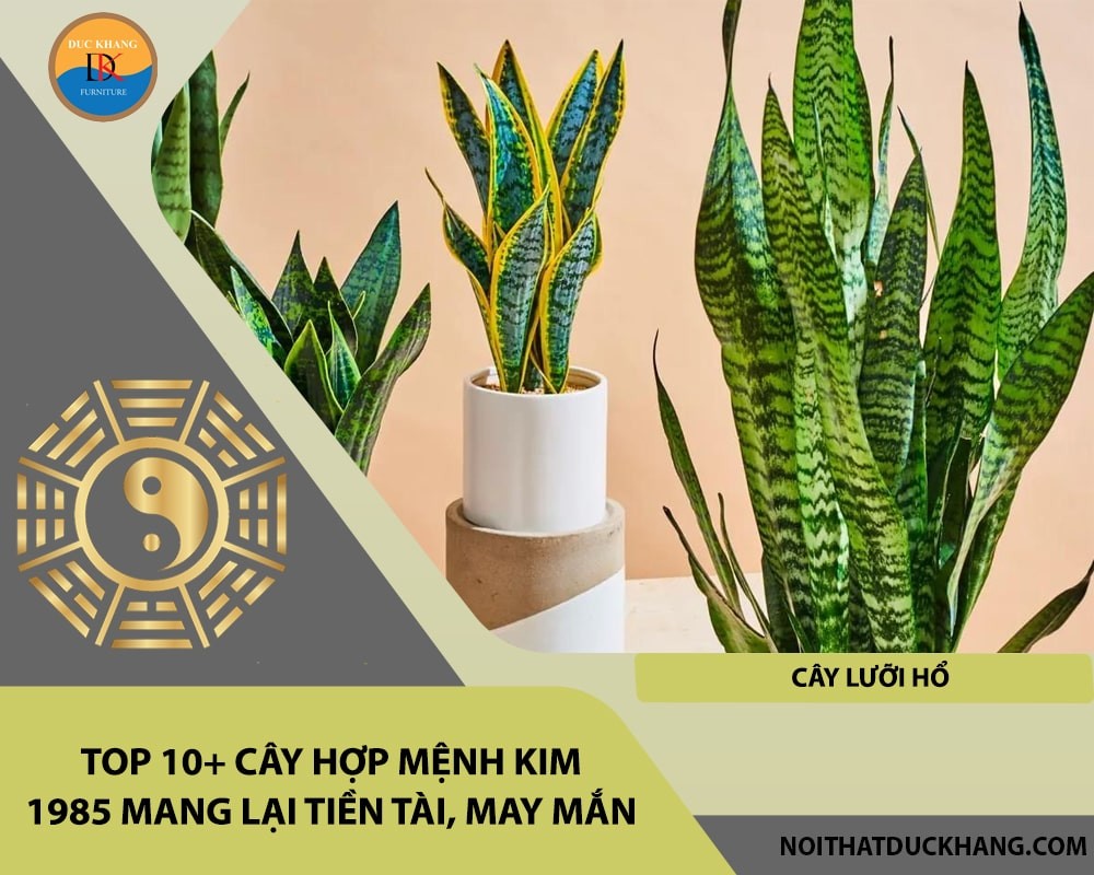 Top 10+ cây hợp mệnh Kim 1985 mang lại tiền tài, may mắn - Cây lưỡi hổ