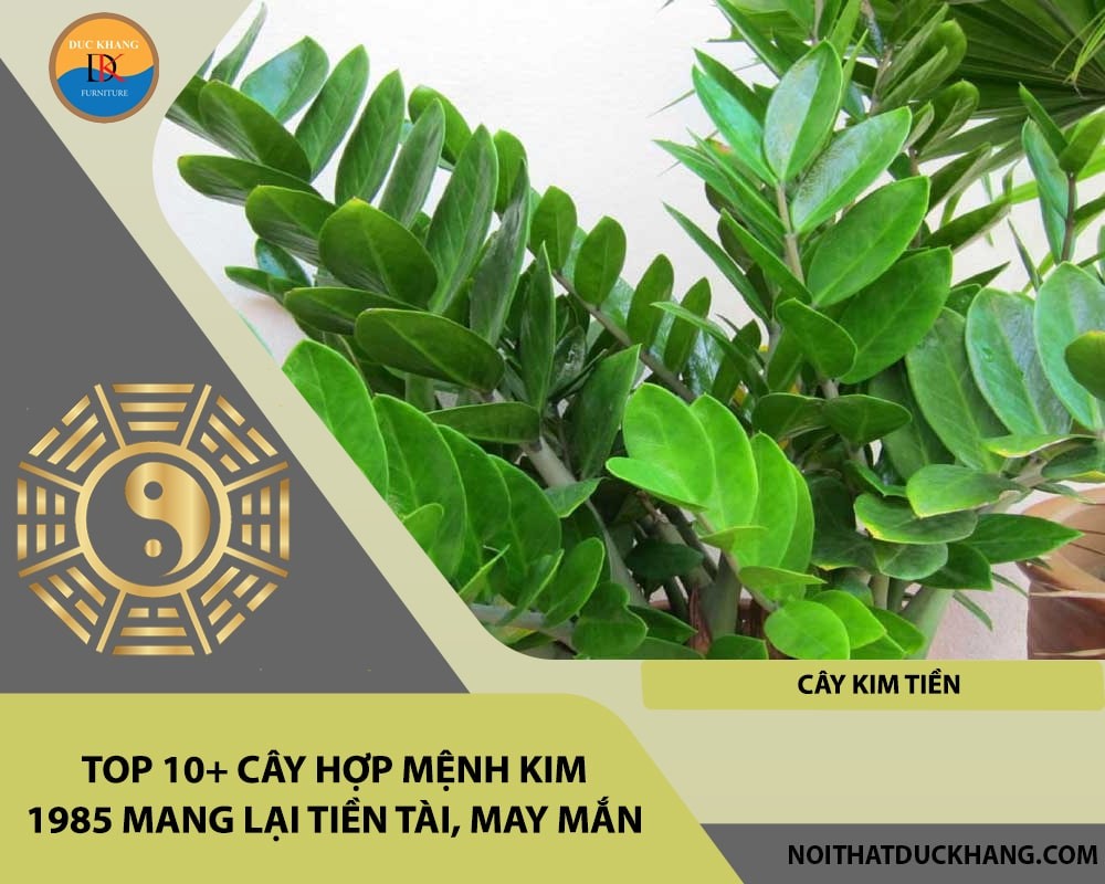 Top 10+ cây hợp mệnh Kim 1985 mang lại tiền tài, may mắn - Cây kim tiền