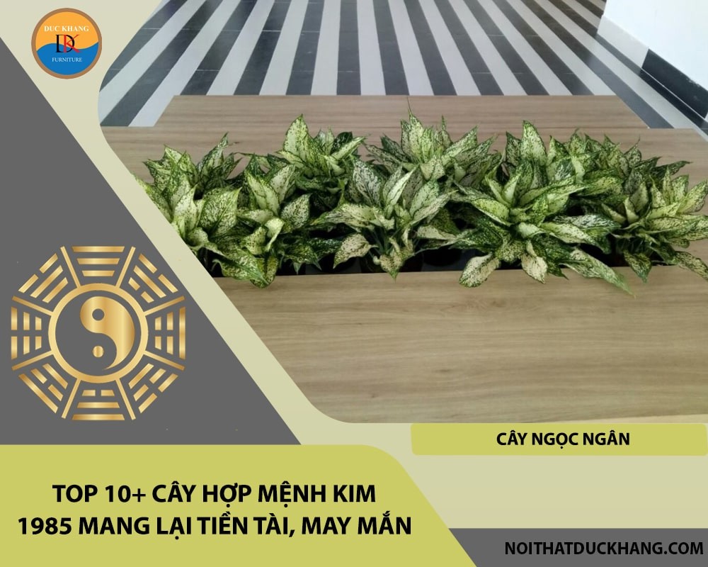 Top 10+ cây hợp mệnh Kim 1985 mang lại tiền tài, may mắn - Cây ngọc ngân