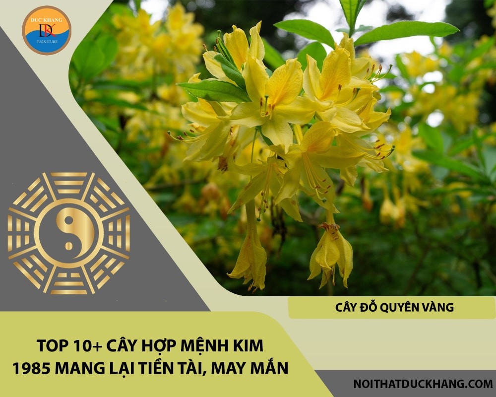 Top 10+ cây hợp mệnh Kim 1985 mang lại tiền tài, may mắn - Cây đỗ quyên vàng