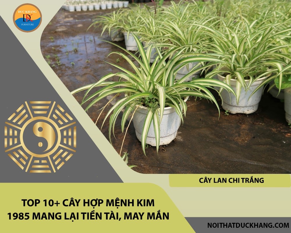 Top 10+ cây hợp mệnh Kim 1985 mang lại tiền tài, may mắn - Cây lan chi trắng