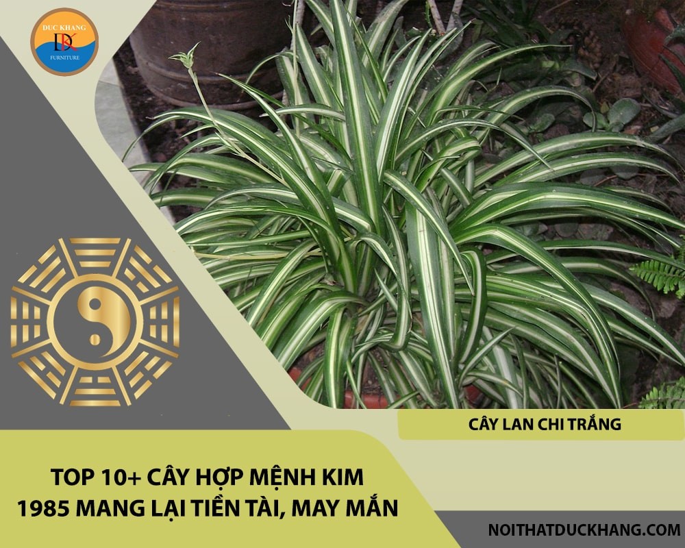 Top 10+ cây hợp mệnh Kim 1985 mang lại tiền tài, may mắn - Cây lan chi trắng