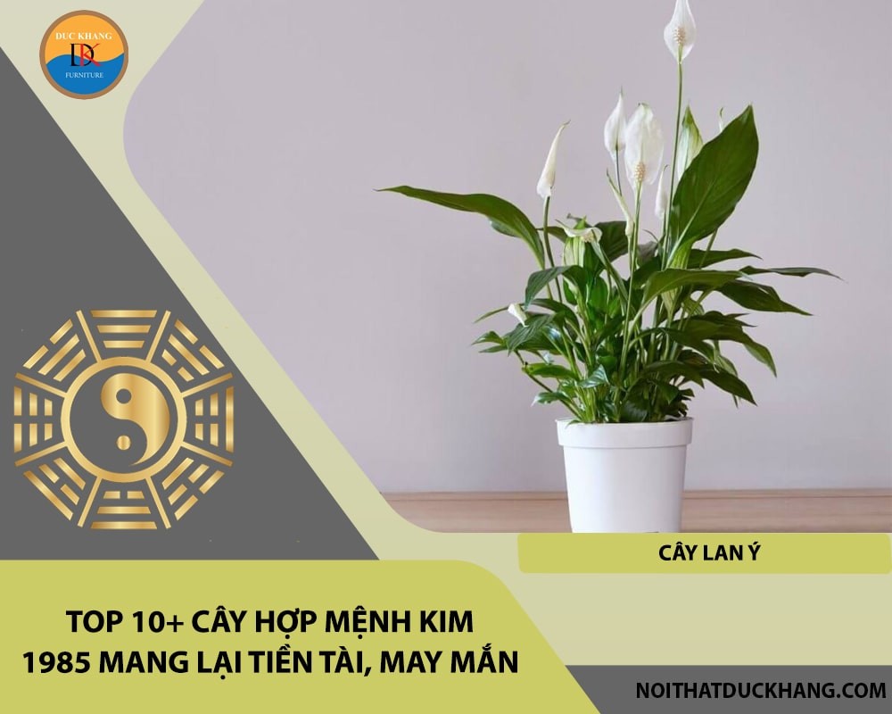 Top 10+ cây hợp mệnh Kim 1985 mang lại tiền tài, may mắn - Cây lan ý