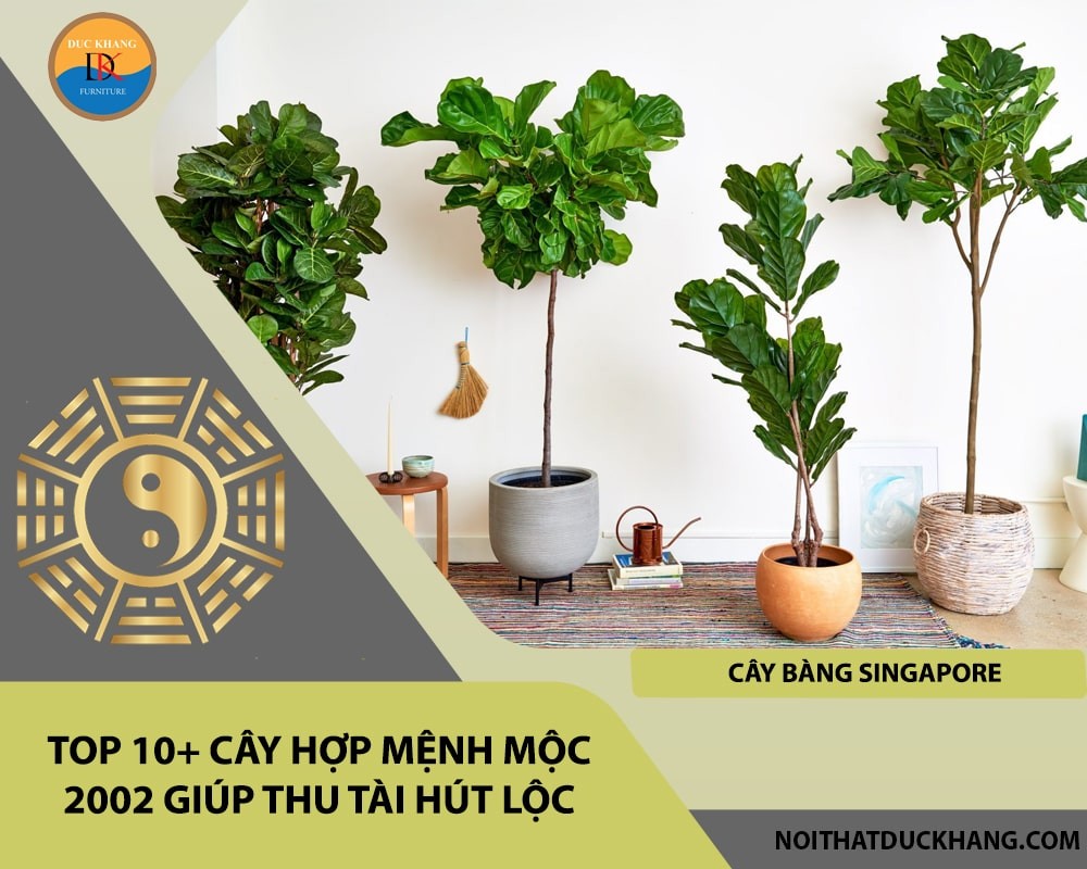 Top 10+ cây hợp mệnh Mộc 2002 giúp thu tài hút lộc - Cây Bàng Singapore