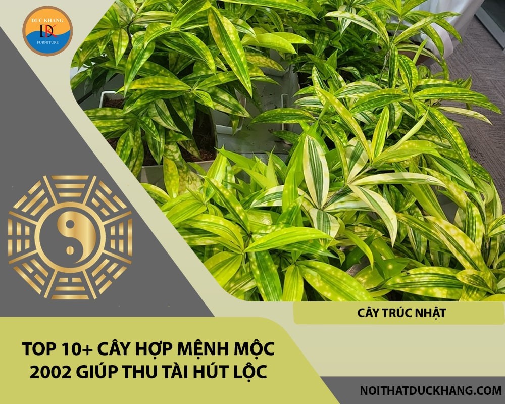 Top 10+ cây hợp mệnh Mộc 2002 giúp thu tài hút lộc - Cây Trúc Nhật