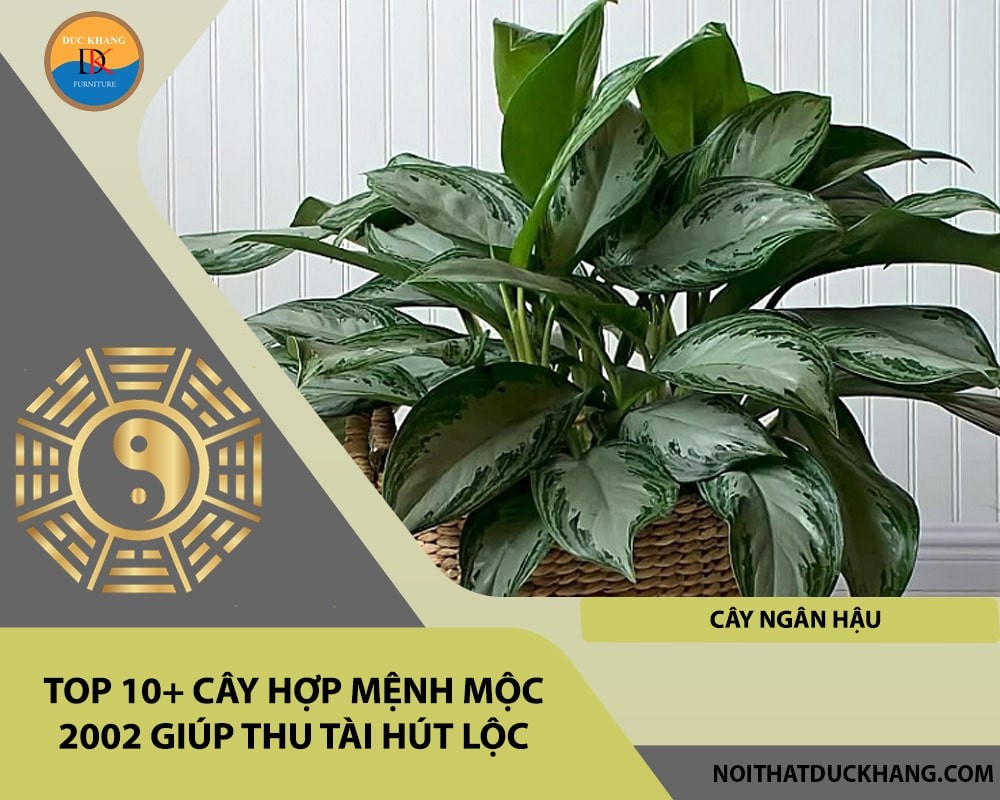 Top 10+ cây hợp mệnh Mộc 2002 giúp thu tài hút lộc - Cây ngân hậu