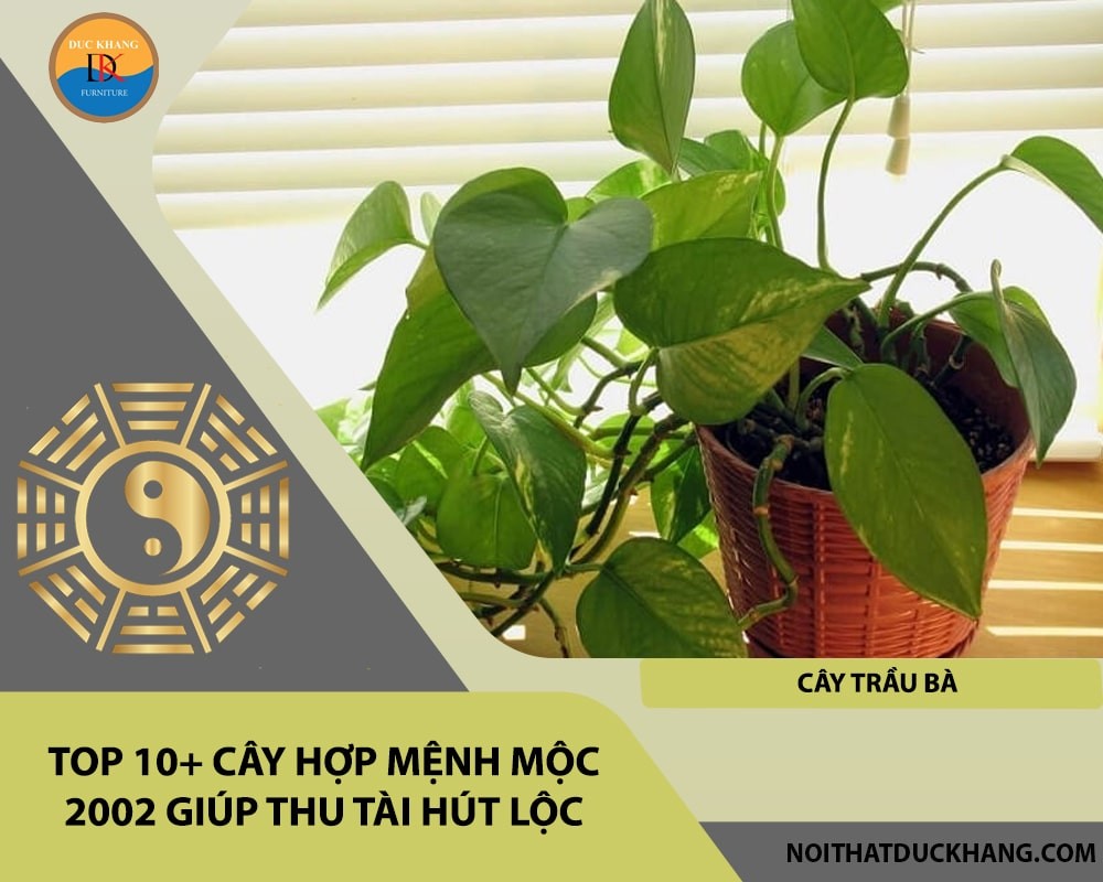 Top 10+ cây hợp mệnh Mộc 2002 giúp thu tài hút lộc - Cây Trầu Bà