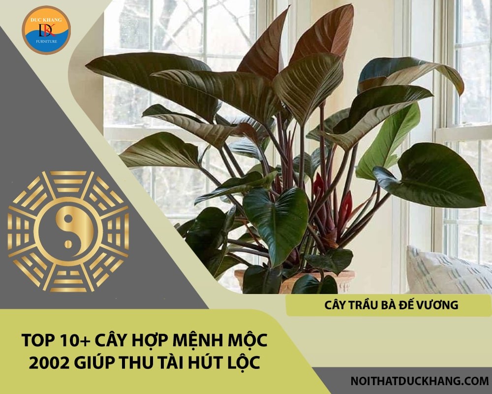 Top 10+ cây hợp mệnh Mộc 2002 giúp thu tài hút lộc - Cây Trầu Bà Đế Vương