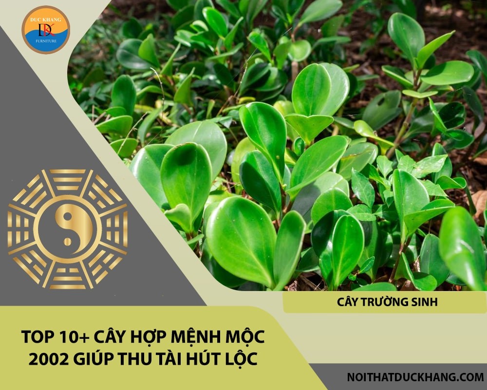 Top 10+ cây hợp mệnh Mộc 2002 giúp thu tài hút lộc - Cây Trường Sinh