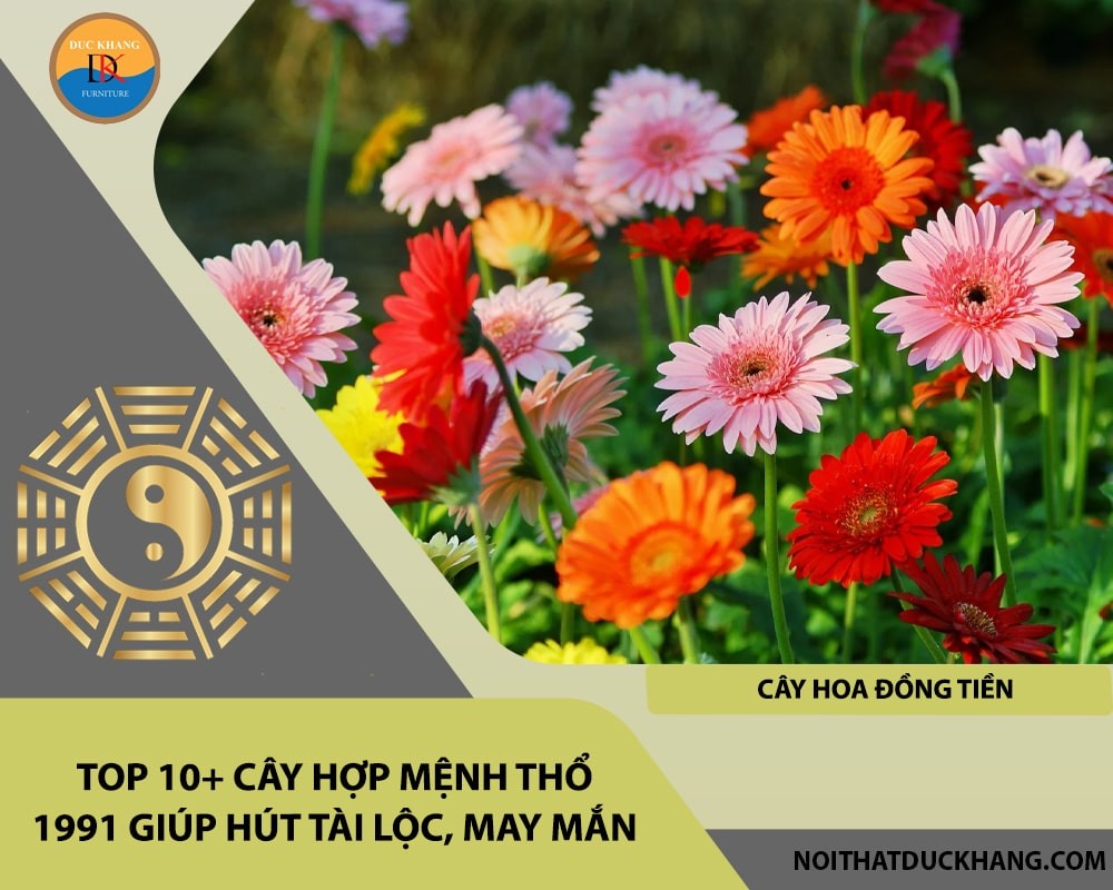 Cây hoa đồng tiền