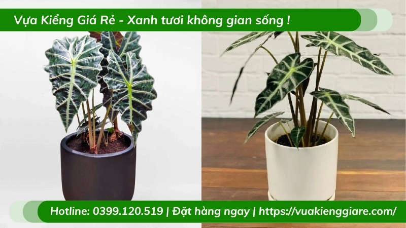 Cây Môn Quan Âm: Vẻ Đẹp Sang Trọng và Ý Nghĩa Phong Thủy Cho Không Gian Làm Việc cay mon quan am trong chau nho de ban lam viec 1 1