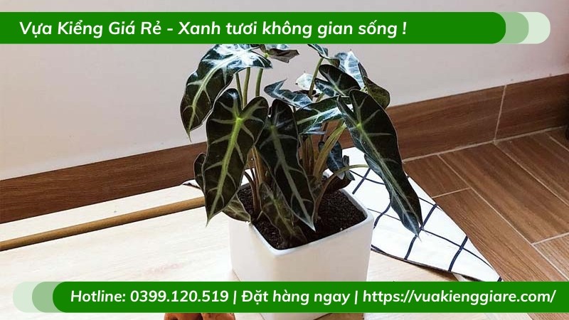 Cây môn quan âm được trồng trong chậu nhỏ, phù hợp đặt trên bàn