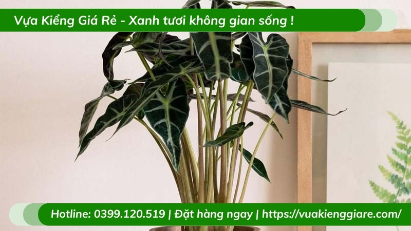 Cây Môn Quan Âm với hình dáng sắc sảo làm đẹp không gian