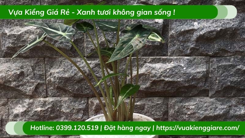 Cây Môn Quan Âm giúp thanh lọc không khí hiệu quả