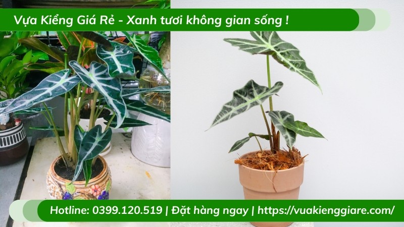 Cây Môn Quan Âm phù hợp đặt ở nhiều vị trí trong nhà và văn phòng