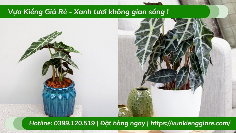 Cây Môn Quan Âm cần ánh sáng gián tiếp để phát triển tốt