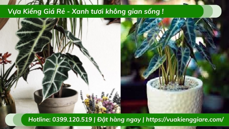 Vựa Hoa Cảnh cung cấp cây môn quan âm chất lượng