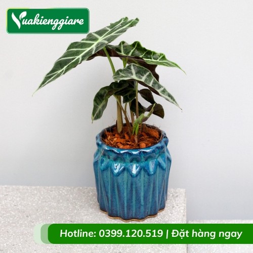 Cận cảnh chậu cây môn quan âm nhỏ gọn, thích hợp làm cây cảnh để bàn