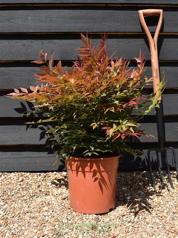 Cây nam thiên trúc sở hữu bộ lá đẹp